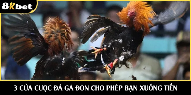 3 cửa cược đá gà đòn cho phép bạn xuống tiền