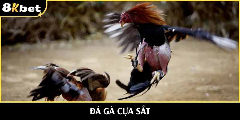 Đá Gà Cựa Sắt | Mãn Nhãn Trong Từng Phút Giây Thi Đấu