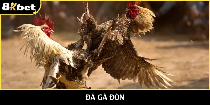 Đá Gà Đòn | Trải Nghiệm Đá Gà Mãn Nhãn Nhất Thập Kỷ