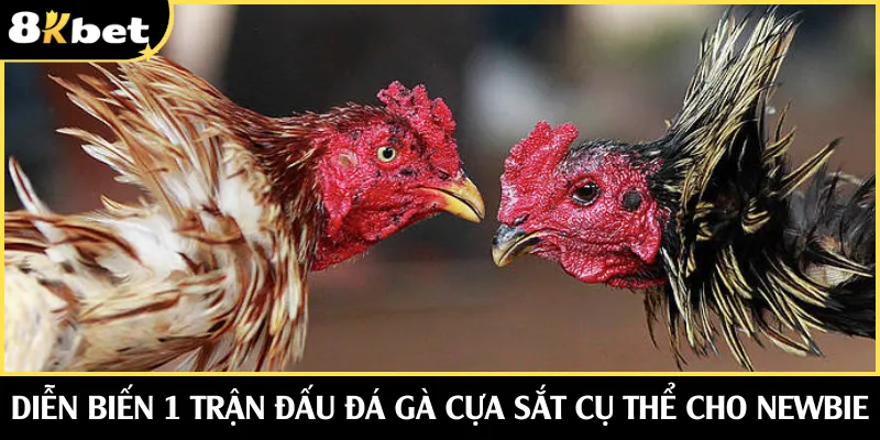 Diễn biến một trận đấu đá gà cựa sắt cụ thể cho newbie