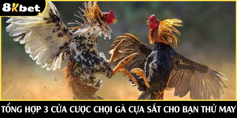 Tổng hợp 3 cửa cược chọi gà cho bạn thử may